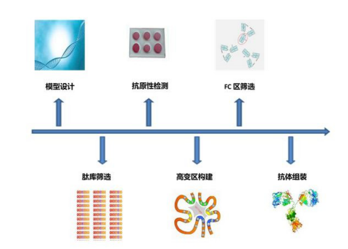 抗體人源化3
