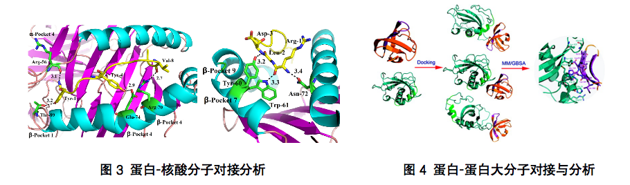 分子對接2