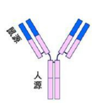 單克隆抗體的分類2