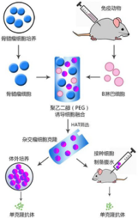 雜交瘤